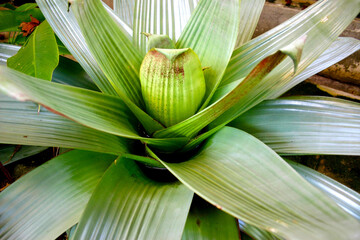 beautiful green bromeliad with longitudinal lines illuminated by sun rays