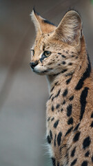 Serval