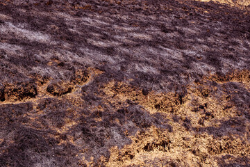 Burnt forest floor undergrowth with grass and ash, forest fire