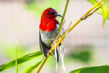 The crimson sunbird (Aethopyga siparaja) is a species of bird in the sunbird family which feed largely on nectar