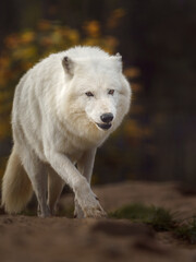 Fototapeta na wymiar Arctic wolf