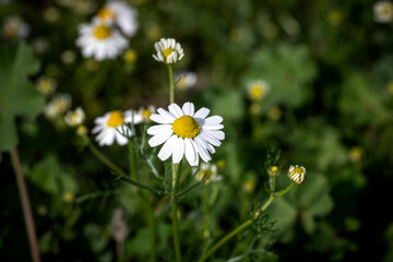 Chamomile (otherwise Matricaria chamomilla, chamomile stripped, Camila, blink, blush, maiden flower) in the meadow. Close-up of daisies in a meadow.