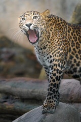 Obraz na płótnie Canvas Sri lankan leopard