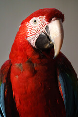 Scarlet macaw