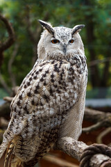 Eurasian eagle-owl