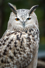 Eurasian eagle-owl