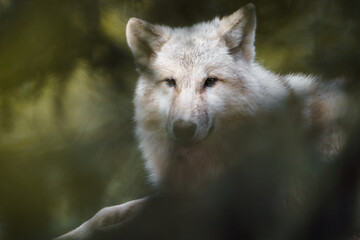 Arctic wolf