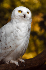 Snowy owl
