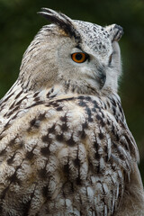 Eurasian eagle-owl