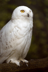 Snowy owl
