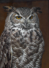 Great horned owl