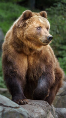 Kamchatka brown bear