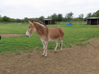 Zonkey