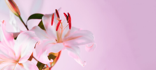 Fototapeta na wymiar Closeup of blooming lilies with a focus on stamens with pollen in pink light. Flower pollination. Beautiful white lilies. Flower blossom. Wide banner floral background. Selective focus.