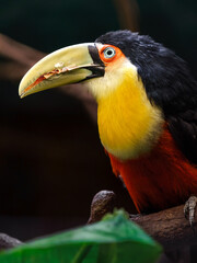 Naklejka premium Green-billed toucan