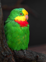 Superb parrot