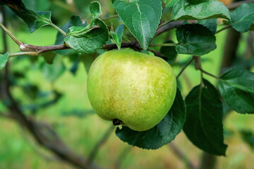 green apple grows on an apple tree branch. gardening and cultivation of apples concept