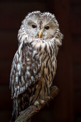 Ural owl
