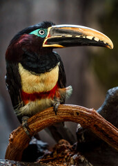 Chestnut-eared aracari
