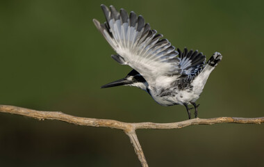 Pied Kingfisher ; Turkish name Pied kingfisher bird