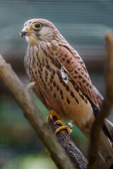 Lesser kestrel