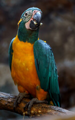Blue-throated macaw