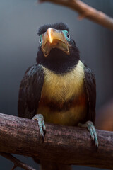 Chestnut-eared aracari