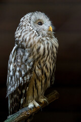 Ural owl
