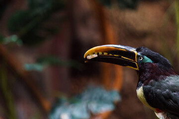 Chestnut-eared aracari