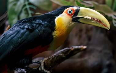 Green-billed toucan