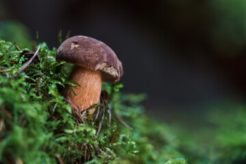 Boletus in moss