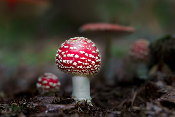 Fly agaric in forest