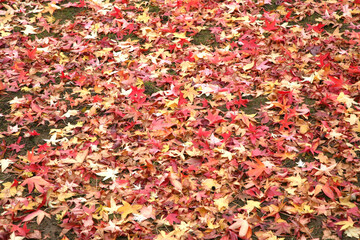 beautiful scenery of ground covered with fall season colorful leaves