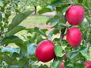 apples on tree