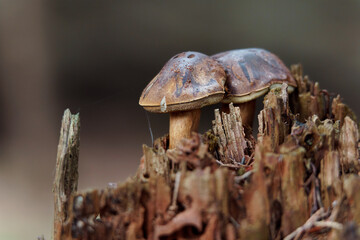 Boletus in forest