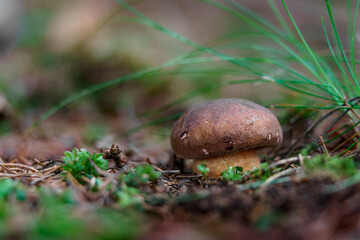 Boletus in forest