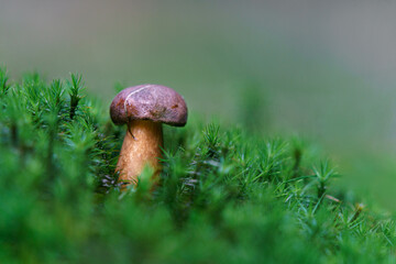 Boletus in moss