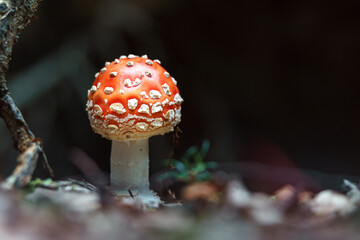 Fly agaric in forest