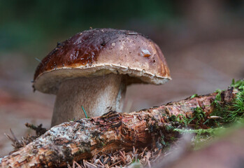 Boletus in forest