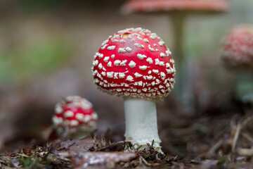 Fly agaric in forest