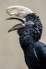 Silvery-cheeked hornbill