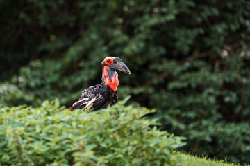 Southern ground hornbill