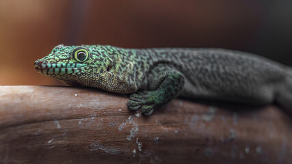 Standing's day gecko