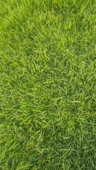 green grass background