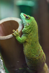 Madagascar giant day gecko