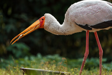Yellow-billed stork