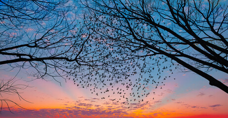Flock of pigeons leaving a silhouette of tree