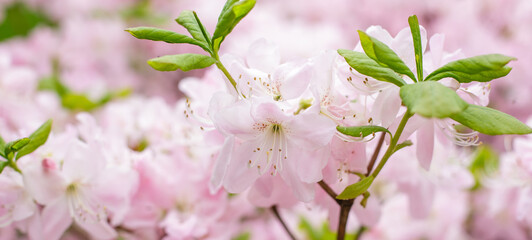 Schlippenbach's rhododendron ( Rhododendron schlippenbachii ) is a deciduous shrub. Floral background