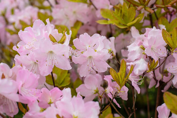 Schlippenbach's rhododendron ( Rhododendron schlippenbachii ) in bloom in spring time. 