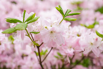 Schlippenbach's rhododendron ( Rhododendron schlippenbachii ) in bloom in spring time. 